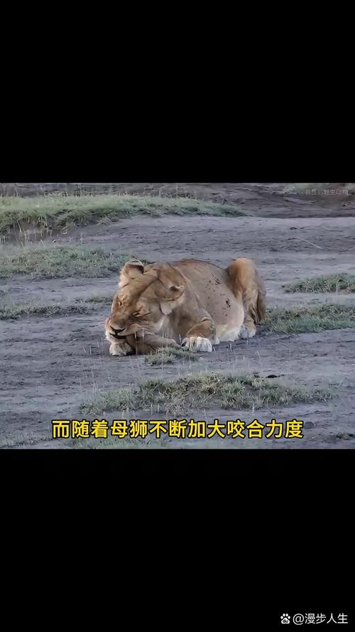 被自己养的狮子吃掉,被自己养的狮子吃掉会怎么样