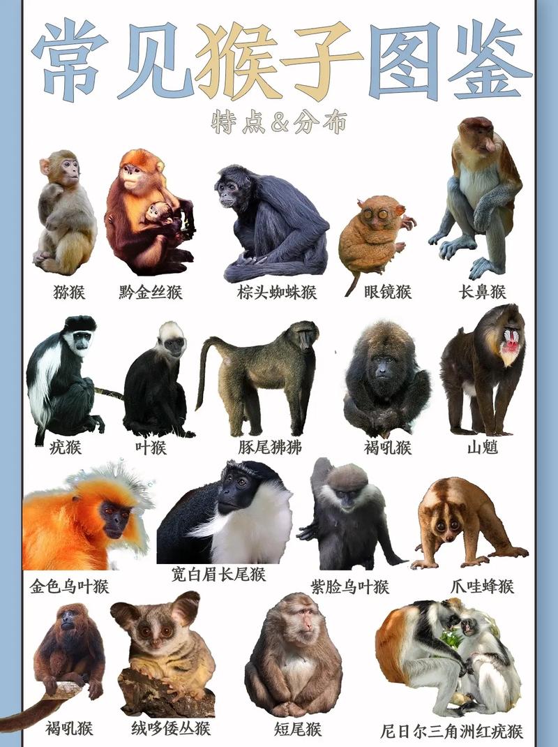 2025全年资料大全正版和车钥匙逗猴被猴抢走与猴子车钥匙