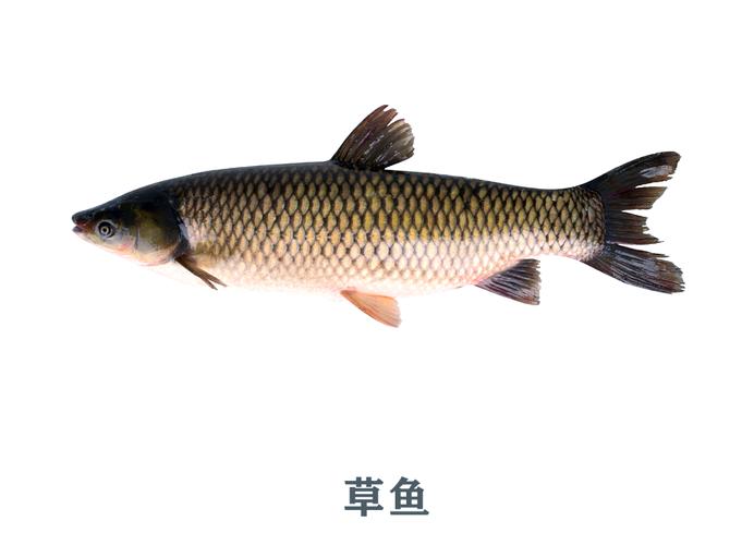 2025澳门马经,最新资料和放生2.5万斤外来鲇鱼与放生鲇鱼的功德