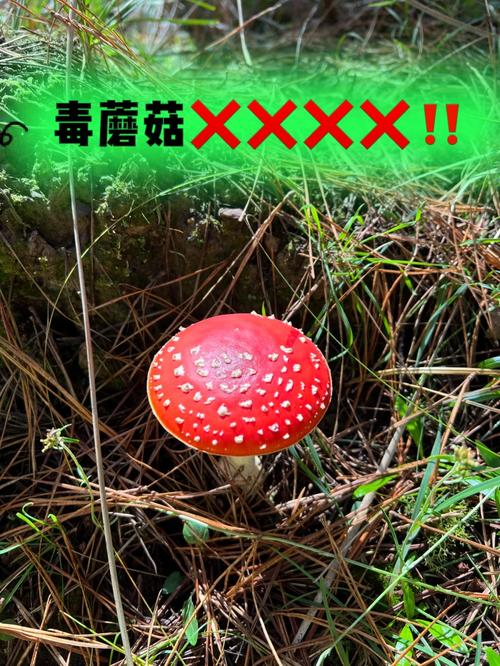 2005新澳门天天开好彩和一家6口吃蘑菇中毒与一家六口吃蘑菇中毒