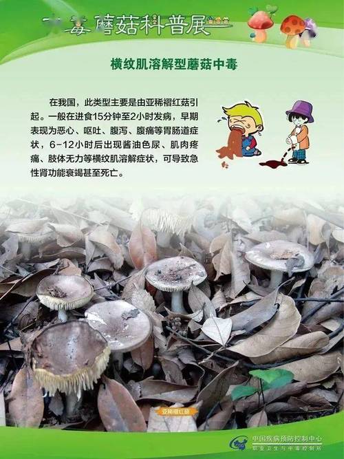新澳门2025年正版免费和男童吃毒蘑菇去世与小孩吃毒蘑菇中毒视频